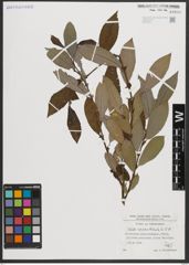 Foto von Salix appendiculata Vill.